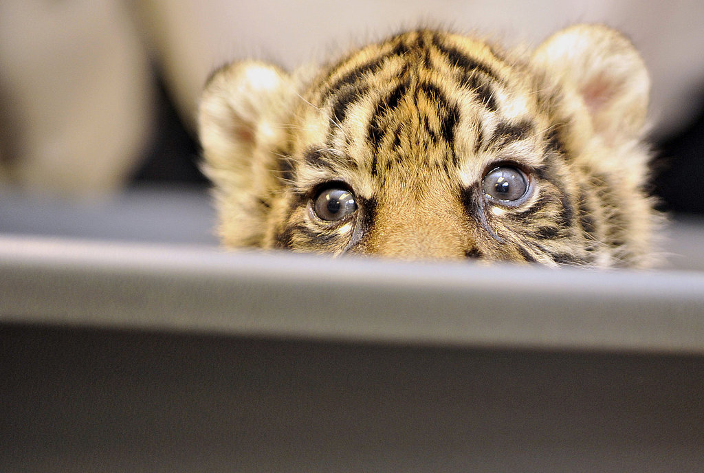 Pictures of Sumatran Tiger Cub Pictures of Sumatran Tiger Cub