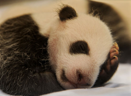 Baby Panda Cubs Have Double the Cuteness and Closed Eyes Baby Panda Cubs Have Double the Cuteness and Closed Eyes