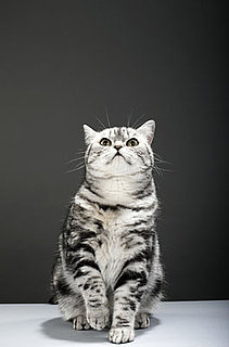 How to Train a Cat