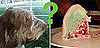 Dog Breeds That Sound Like Dessert Dishes