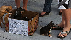 Puppies For Sale on Side of Street