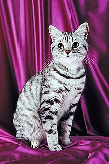 American Shorthair Cats Trivia