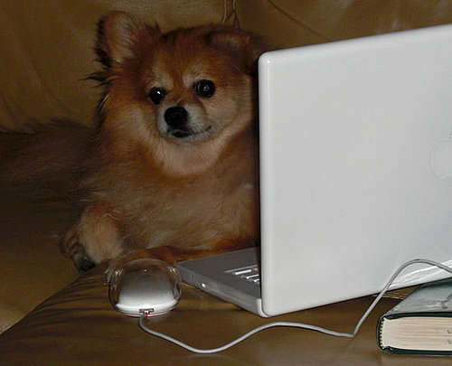 Twitter Shorthand Dictionary For Dogs