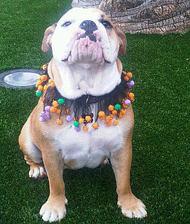 Guess Whose Dog's Toenails Have Been Painted For Halloween?
