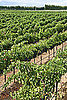 Slow Food International Launches Slow Wine 2011 Wine Guide Book