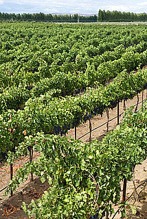 Slow Food International Launches Slow Wine 2011 Wine Guide Book