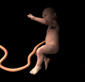 Facts About the Umbilical Cord