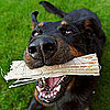Can Dogs Play With Sticks