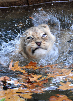 Swim Lesson For Lion