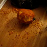 Videos of Dog and Pumpkins