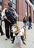 Pictures of San Francisco Giants Dog