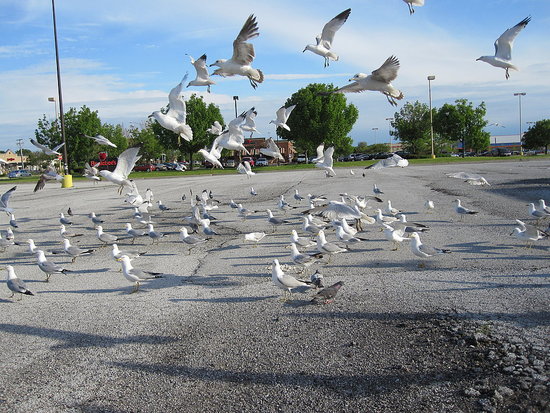 Birds