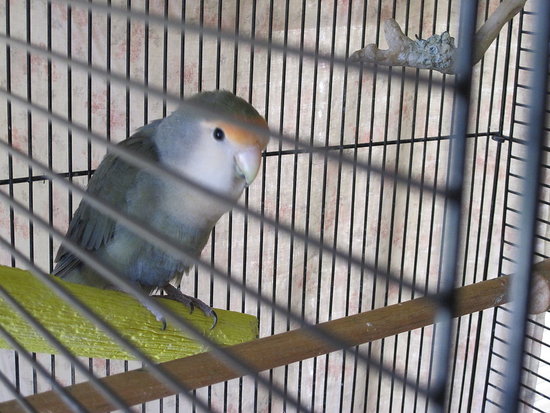 Lovebird