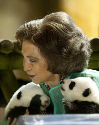 Madrid's Baby Pandas Greet the Queen Madrid's Baby Pandas Greet the Queen