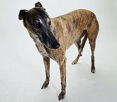 Greyhound Dog Trivia Greyhound Dog Trivia