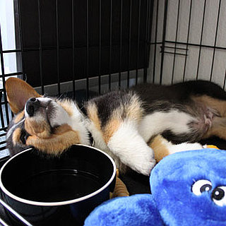 What Is the Difference Between a Pembroke Welsh Corgi and a Cardigan Welsh Corgi
