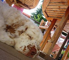 Clumber Spaniel Breed Facts