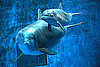 Pictures of Baby Dolphin Named on Facebook