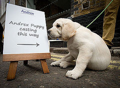 Andrex Puppy Casting — Who's the Cutest of Them All? Andrex Puppy Casting — Who's the Cutest of Them All?