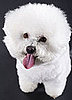Bichon Frise Breed Facts