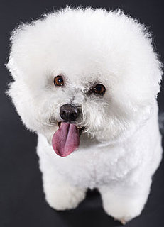 Bichon Frise Breed Facts
