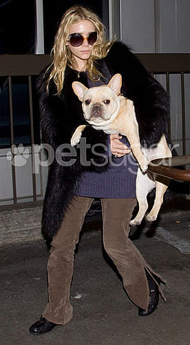 How Big Is Ashley Olsen's French Bulldog and Is This Dog Too Big to Fly on a Plane?