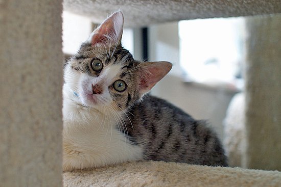 Oliver 