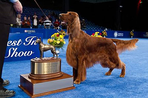 Who Won the National Dog Show in 2010 and What Is the Dog Show on Thanksgiving Called and Clooney the Irish Setter