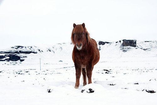 What Is an Icelandic Horse?
