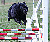 Schipperke Breed Facts