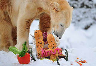 Knut the Polar Bear Born on Dec. 5, 1996 and His Fourth Birthday Celebration in Germany