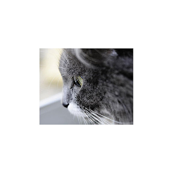 For Detailed Up Close Shots, Use Macro 