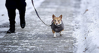 Does My Dog Need a Sweater?
