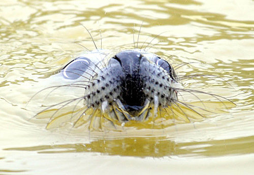 Gray Seal Facts