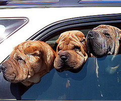 Botox May Cause Muscles to Waste Into Fat 2010-12-06 12:01:53