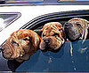 Botox May Cause Muscles to Waste Into Fat 2010-12-06 12:01:53