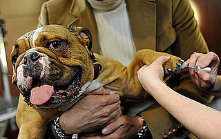 Harrods Pet Spa Opens
