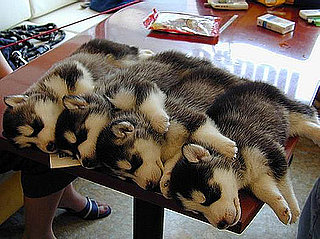 Pictures of Puppies Sleeping on the Table
