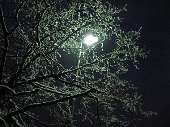 the tree in Dornach