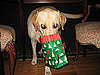 My Dog Is Bad and My Cat Is Bad — Do They Need Presents?
