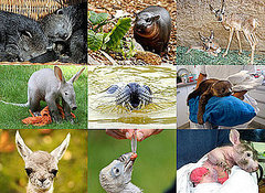 Odd Zoo Babies Born in 2010