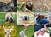 Odd Zoo Babies Born in 2010