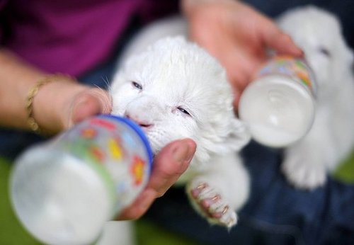 Pictures of Baby Lions Getting Bottle Fed