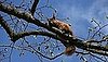 Red Female Squirrels Are Promiscuous