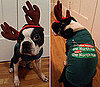 Holiday Cards With Dogs