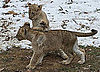 Lucky Sevens! See the National Zoo Lion Cubs Frolic and Play