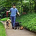 Pet Sitter or Walker