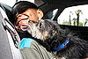 Epileptic Boy Can't Bring Seizure Dog to School