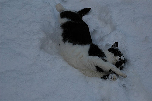 Do Cats Like the Snow?