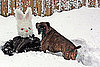 Pictures of a Dog and a Bunny Snowman